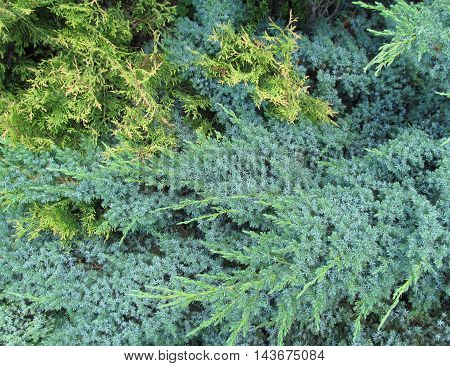 Close up of pine textute fresh and lush