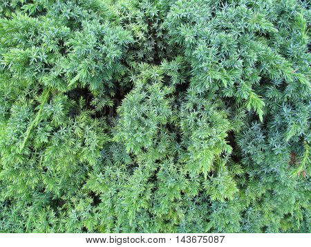 Close up of pine textute fresh and lush