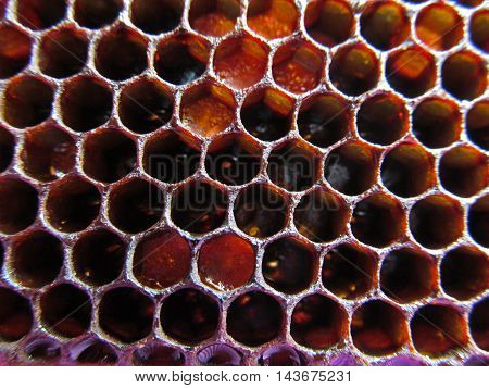 Natural propolis honeycomb texture background close up