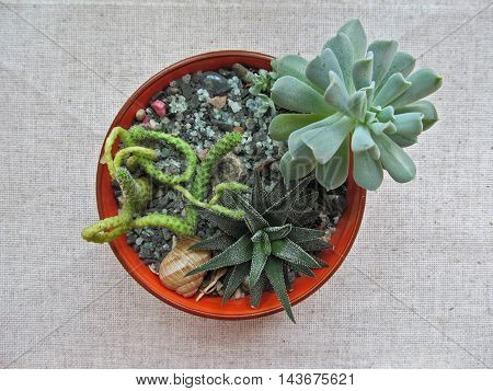 Mini succulent garden in bright orange pot on linen background