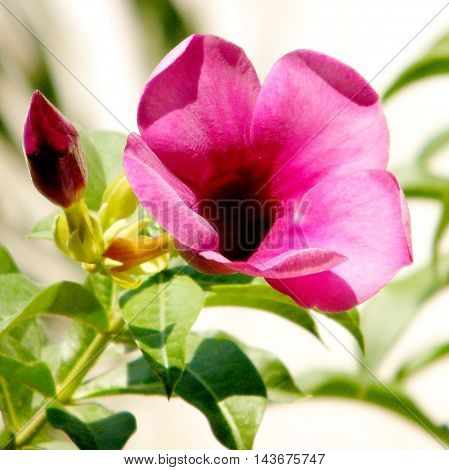 Mandevilla sanderi flower isolated in Or Yehuda Israel