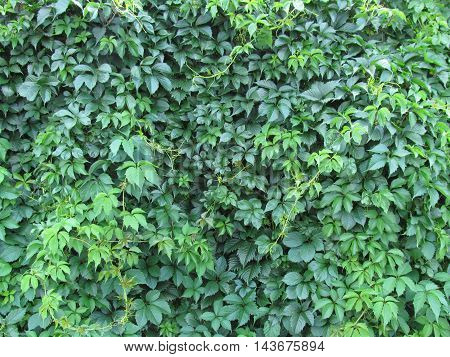 Green natural virginia creeper wall  textured background