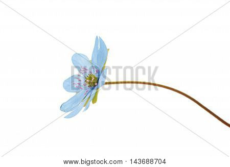 Hepatica nobilis wildflower on a white background