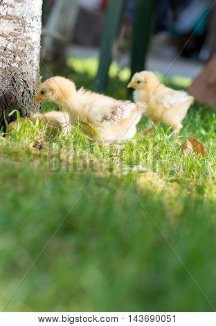 Baby Chickens Walking On Grass