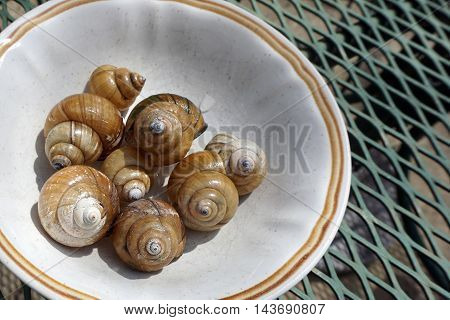 A bowl contains the shells of Chinese mystery snails (Bellamya chinensis) found along the shore of a small lake in Joliet, Illinois.