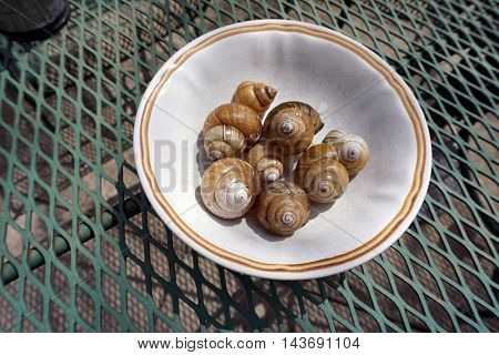 A bowl contains the shells of Chinese mystery snails (Bellamya chinensis) found along the shore of a small lake in Joliet, Illinois.