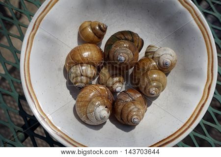 A bowl contains the shells of Chinese mystery snails (Bellamya chinensis) found along the shore of a small lake in Joliet, Illinois.