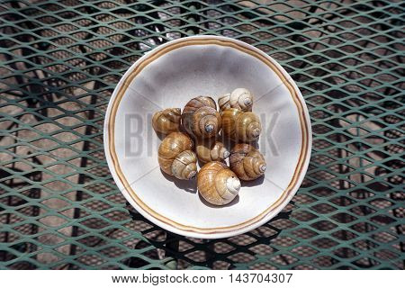 A bowl contains the shells of Chinese mystery snails (Bellamya chinensis) found along the shore of a small lake in Joliet, Illinois.