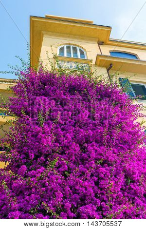 Old Building With Bougainvila Flowers