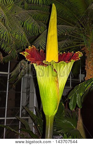 Amorphophallus Titanium (Corpse Flower) blooms at the United States Botanic Garden. Night photo of the rare gigantic flower native to Sumatra.