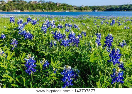 Closeup Perspective of Beautiful Texas Bluebonnet (Lupinus texensis) Wildflowers at Muleshoe Bend on Beautiful Blue Waters of Lake Travis in Texas.