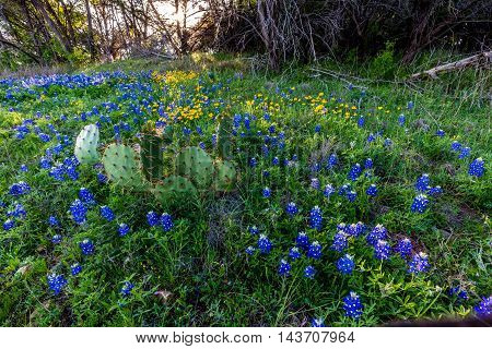 Beautiful Famous Texas Bluebonnet (Lupinus texensis) Wildflowers with Cactus at Muleshoe Bend in Texas.
