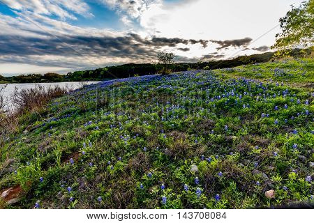 Beautiful Famous Texas Bluebonnet (Lupinus texensis) Wildflowers at Muleshoe Bend with Lake Travis in Texas.