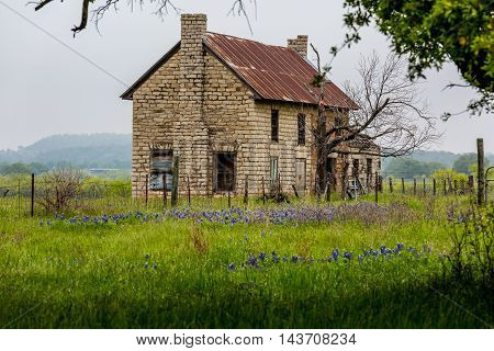An Interesting Abandoned Old Texas Rock Homestead in a Beautiful Field Loaded with the Famous Texas Bluebonnet (Lupinus texensis) Wildflowers.