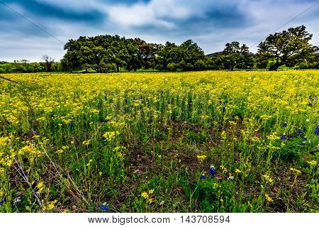 Various Texas Wildflowers Including Bluebonnets and Various Yellow Varieties (including cut leaf groundsel)