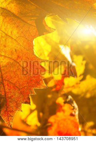 Beauty of vineyards in autumnal colors ready for harvest and production of wine