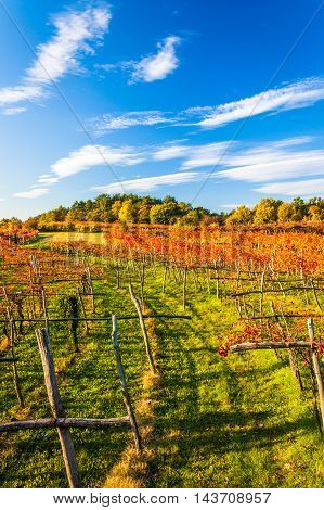 Beauty of vineyards in autumnal colors ready for harvest and production of wine