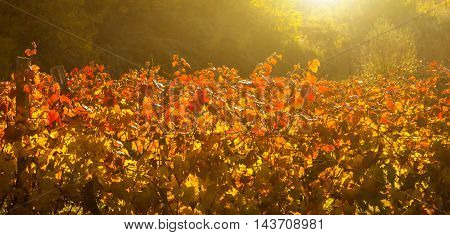 Beauty of vineyards in autumnal colors ready for harvest and production of wine