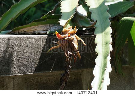 rotten dargon fruit at the dragon tree plantation