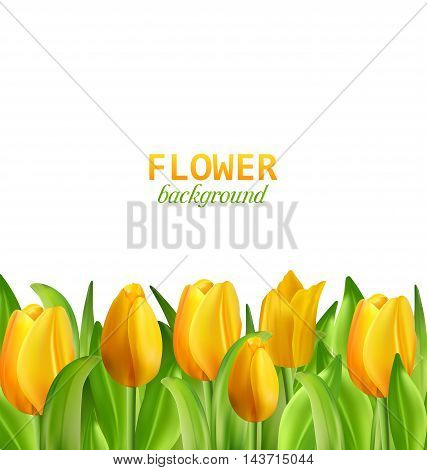 Illustration Beautiful Yellow Flowers Tulips Isolated on White Background, Nature Wallpaper - Vector