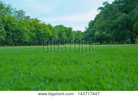 green grass , tree in the patk