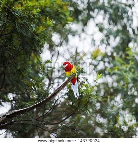 Eastern rosella resting on a branch during the day