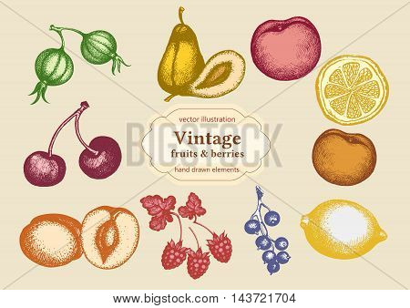 Fruits set of fruits at engraving hand drawn vector collection