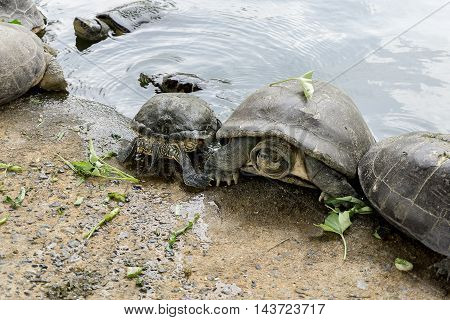 The Freshwater turtles Get in the water.