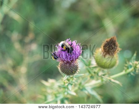 Close-up bumblebee on a thistle flower on green blurred field background. Macro shot how Bumblebee finding nectar on thistle plant.