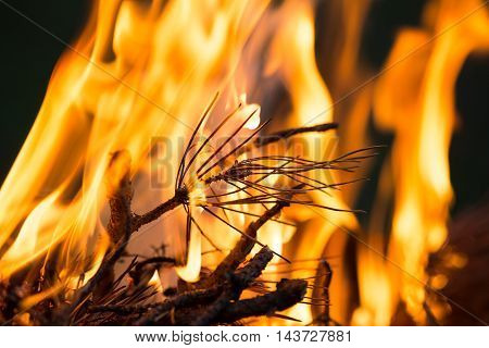 Bonfire, Burning branches, macor fire and smoke