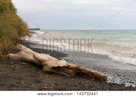 Snag After The Storm On The Lake Alakol