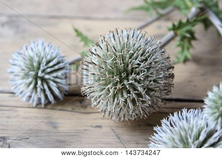 Dry flower echinops on a wooden board