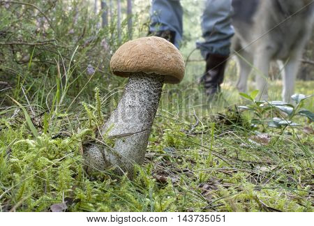 A mushroom in the foreground the silhouettes of a man and dog in the blurred background. Outdoor cropped shot