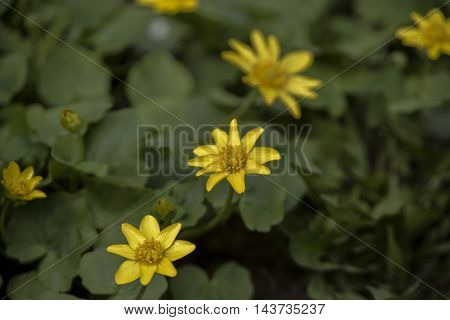 Yellow flowers in the park. Flower the Ficaria with leaves in spring.