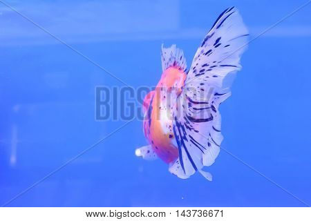 Goldfish Isolated In The Cabinet