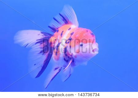 Goldfish Isolated In The Cabinet