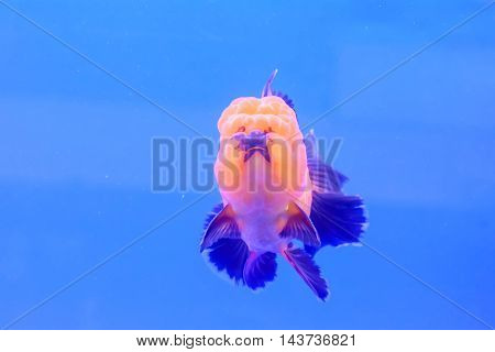 Goldfish Isolated In The Cabinet