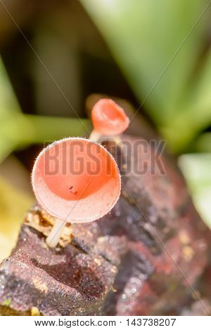 Cookeina Sulcipes