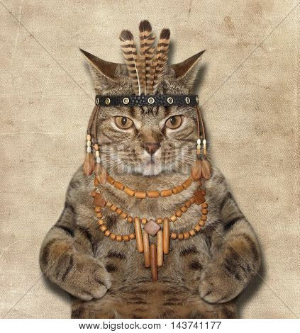 A scottish straight cat looks like a Indian chief.