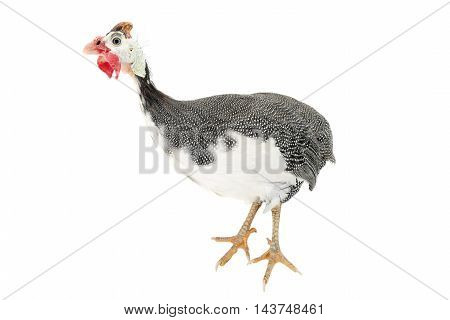 Guinea fowls (Numida meleagris) isolated on a white background in studio.