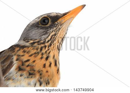 portrait thrush (Turdus pilaris) isolated on white
