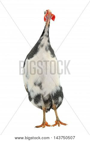 Guinea fowls (Numida meleagris) isolated on a white background in studio.