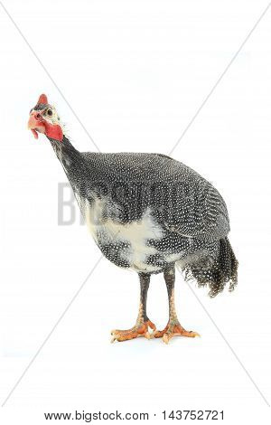 Guinea fowls (Numida meleagris) isolated on a white background in studio.