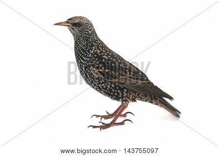 Starling (Sturnus vulgaris) isolated on white. Studio shot.