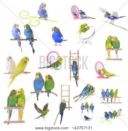collage budgerigars, isolated on white, studio shot