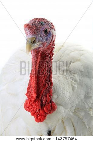 Portrait turkey isolated on a white background. Studio
