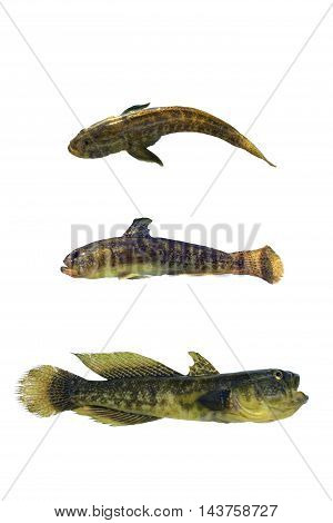 The a Bull-calf round timber (Neogobius melanostomus)