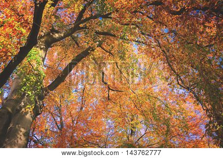Vibrant orange, yellow and green fall tree foliage background, retro toned