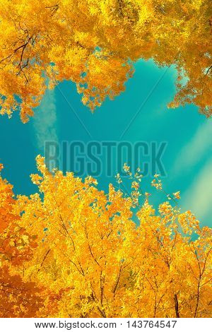 Vibrant fall yellow golden tree foliage on blue sky frame, retro toned