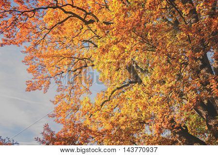 Vibrant fall yellow and orange tree foliage, retro toned